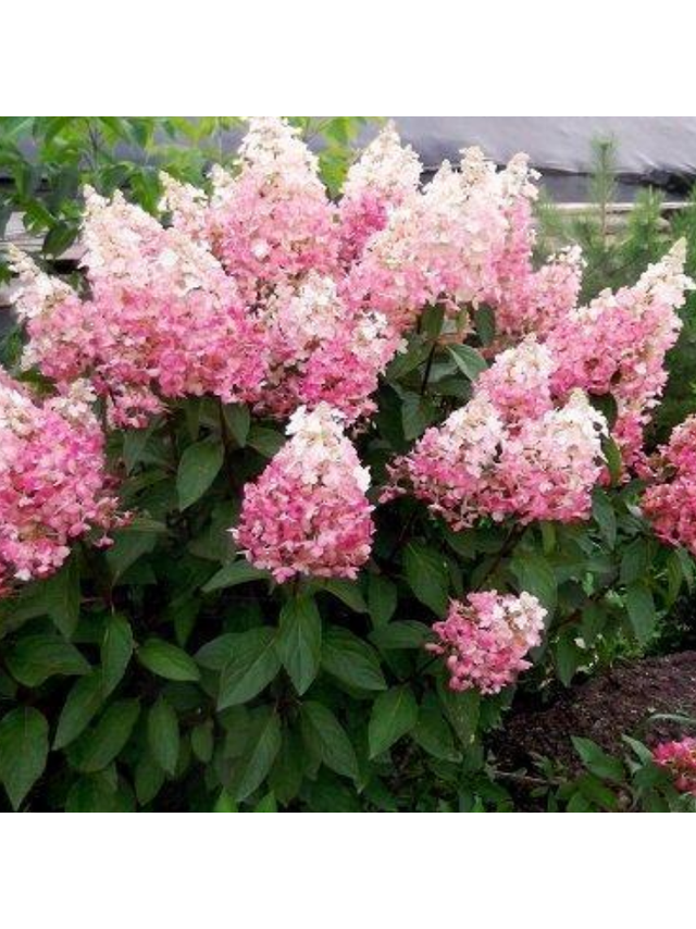 Hortensja bukietowa - Hydrangea paniculata 'Pinky Winky'(R)