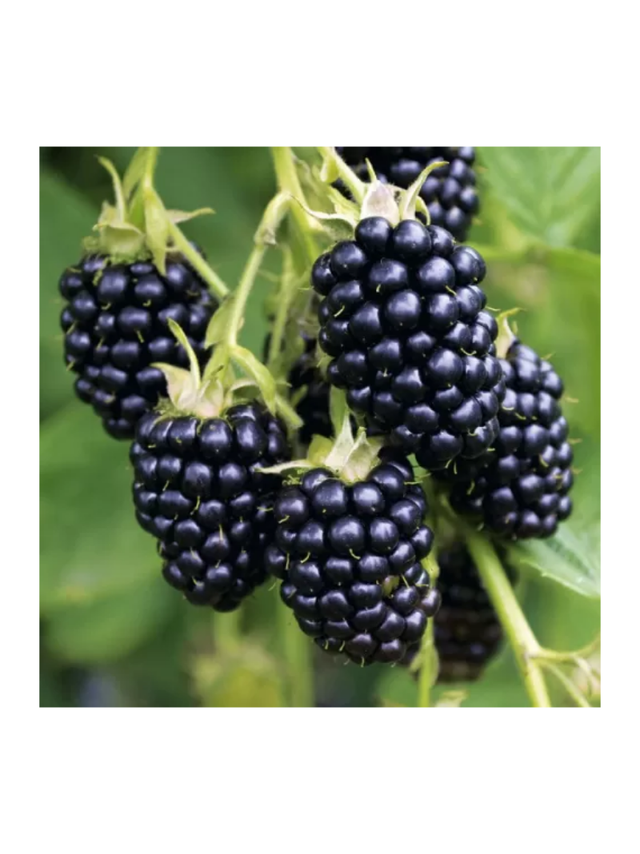 Jeżyna bezkolcowa - Rubus fruticosus 'Thornfree'