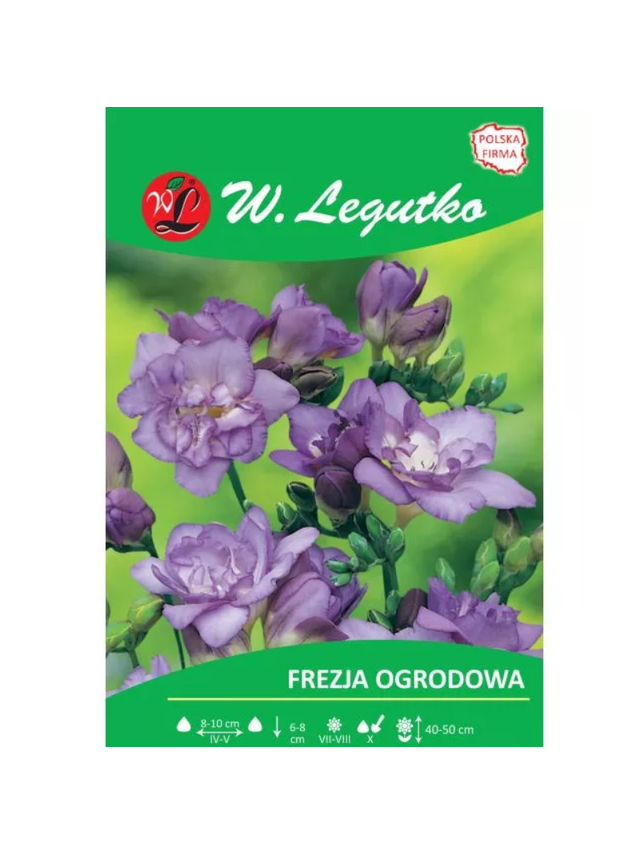 Frezja fioletowa 10szt.