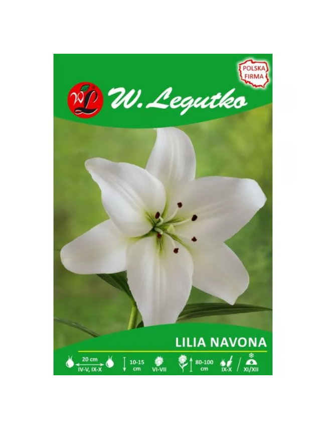 Lilia Navona biała 1szt.