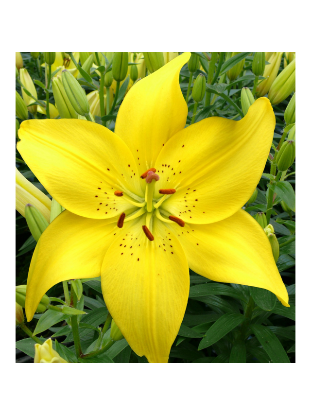 Lilia - Lilium 'Ilse Yellow'
