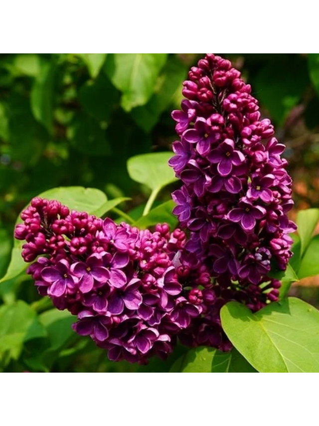 Lilak pospolity - Syringa vulgaris 'Prince Wolkonsky'