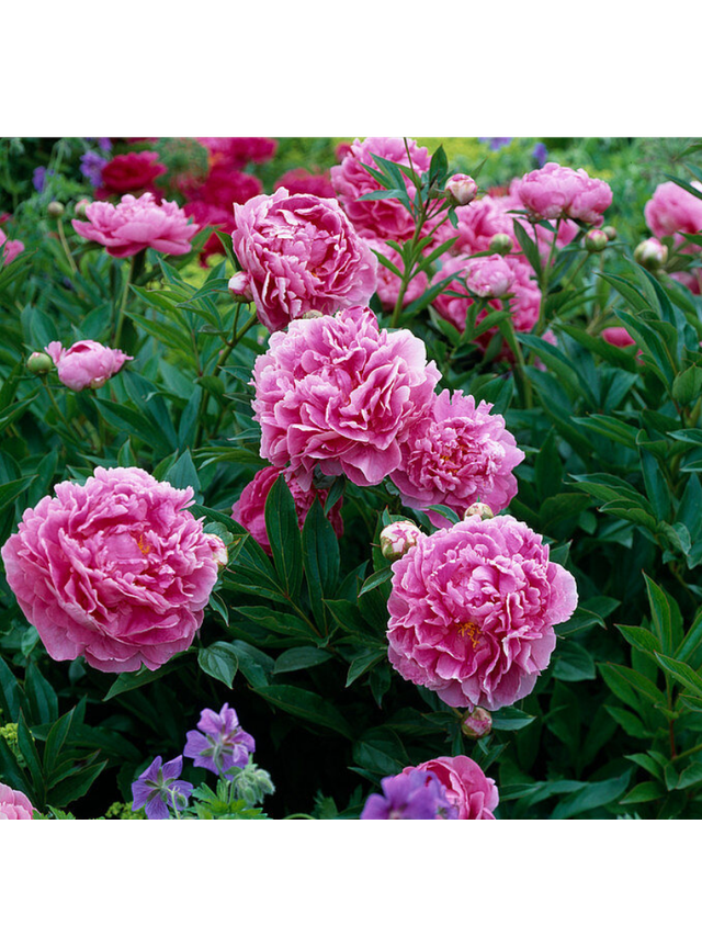 Piwonia chińska - Paeonia 'Dr. Alex Flamming'