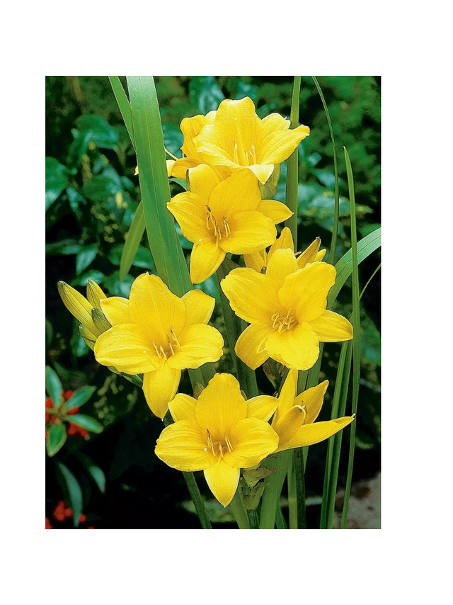 Liliowiec - Hemerocallis 'Chicago Sunrise'