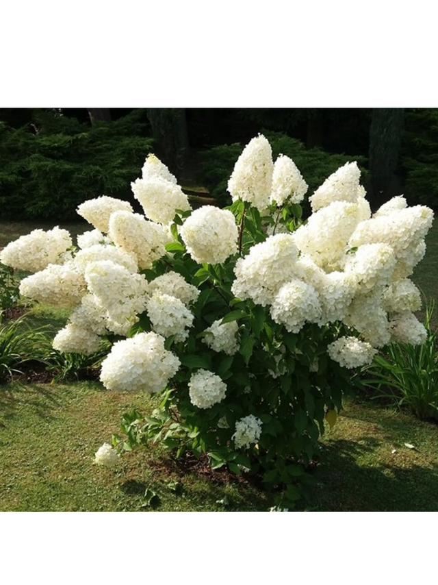 Hortensja bukietowa - Hydrangea paniculata 'Polar Bear'(R)