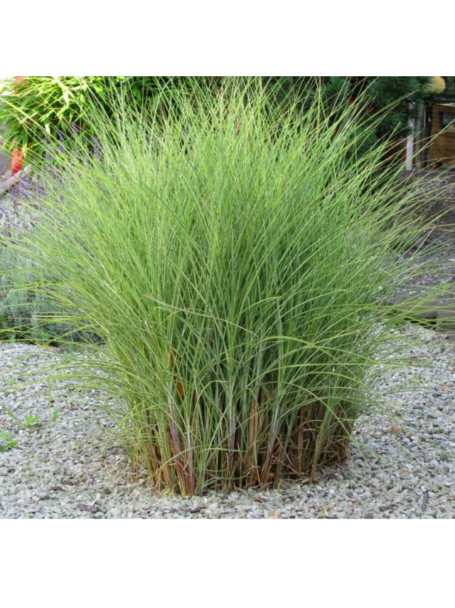 Miskant chiński - Miscanthus sinensis 'Morning  Light'