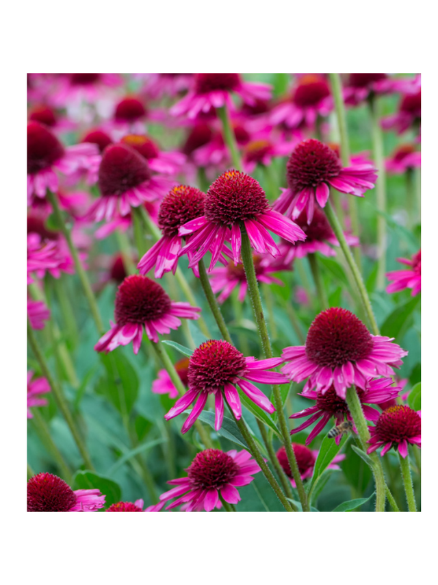 Jeżówka purpurowa - Echinacea purpurea 'Delicious Candy'