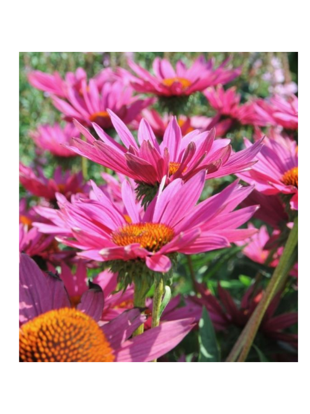 Jeżówka  - Echinacea 'JS ® Roho'