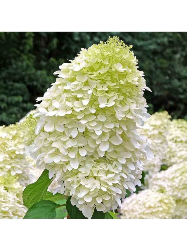 Hortensja bukietowa - Hydrangea paniculata 'Hercules'(R)