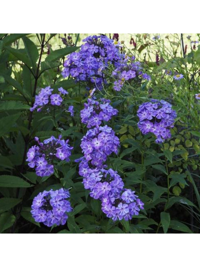 Floks wiechowaty - Phlox paniculata 'Blue Boy'