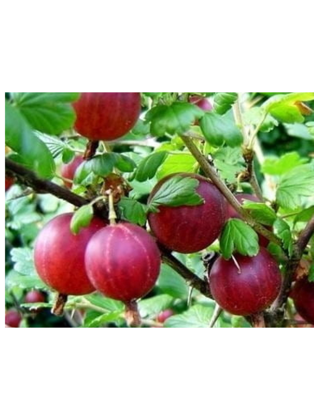 Agrest - Ribes uva-crispa 'Hinnonmaki Rot'