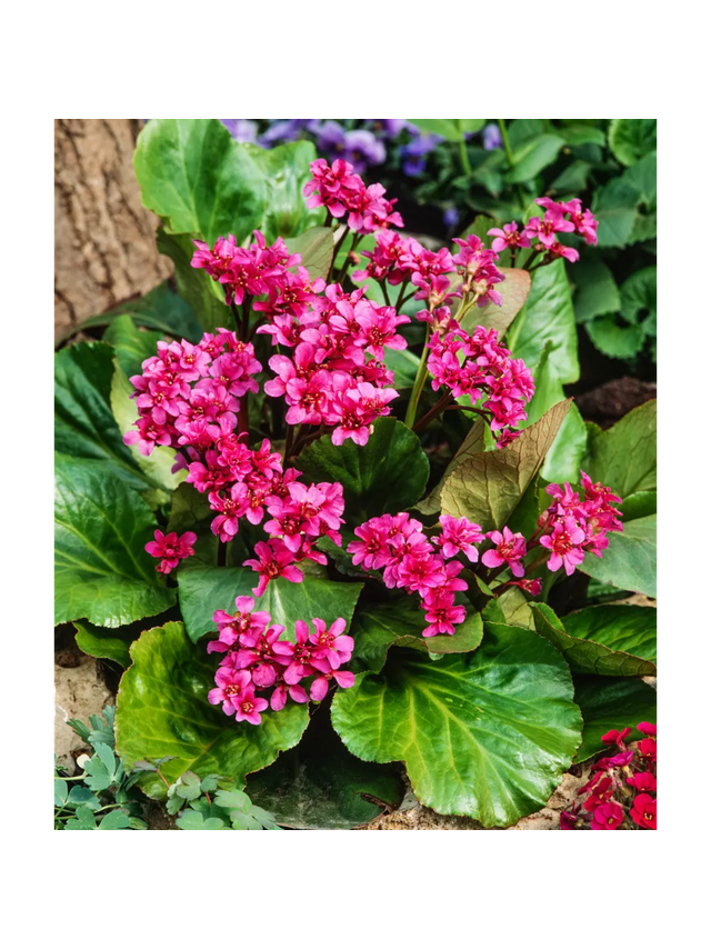 Bergenia sercolistna - Bergenia cordifolia 'Rotblum'