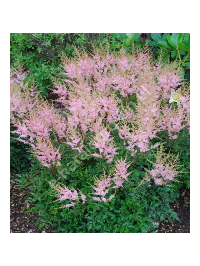 Tawułka pojedynczolistna - Astilbe simplicifolia 'Sprite'
