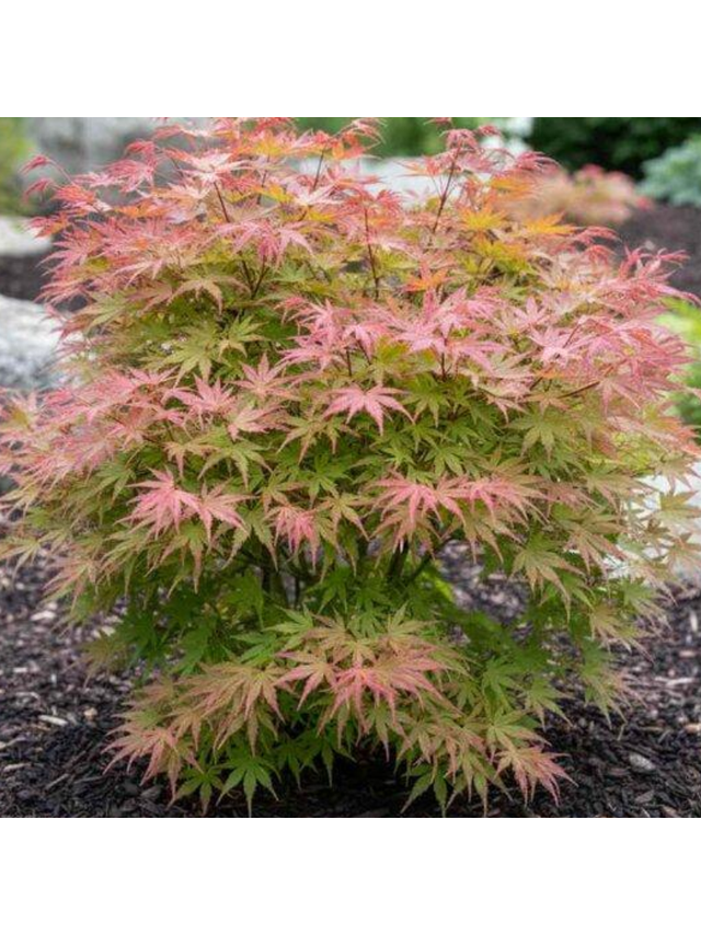 Klon palmowy - Acer palmatum 'Phoenix'