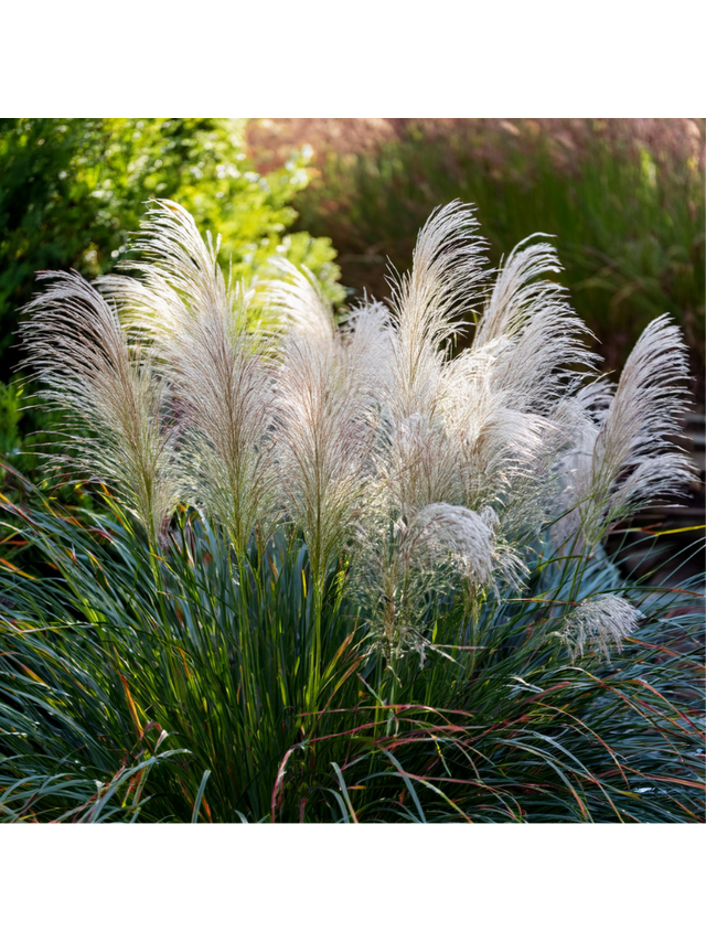 Miskant chiński- Miscanthus sinensis 'Graziella'