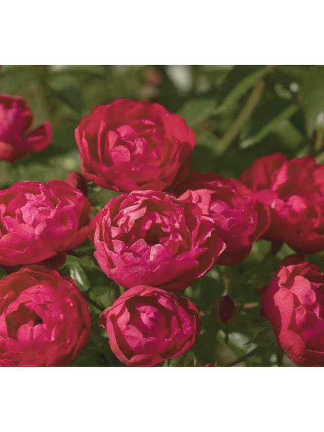 Róża polyantha - czerwona