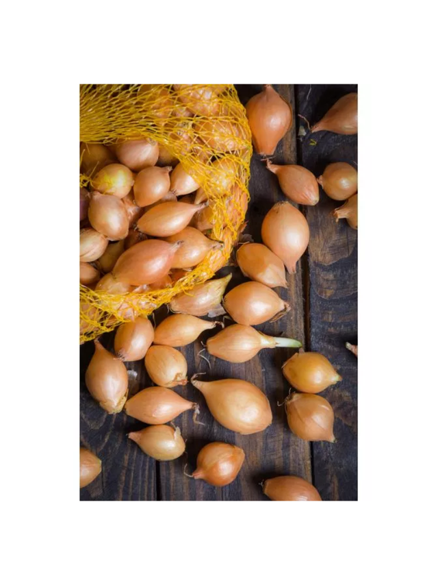 Cebula dymka Sturon - 500g