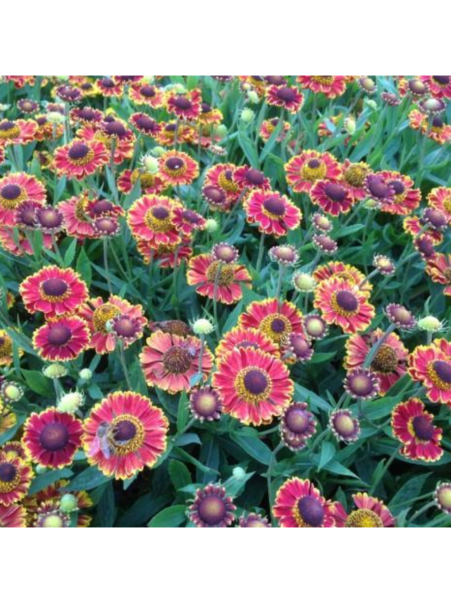 Dzielżan ogrodowy - Helenium x hybridum 'Bandera'