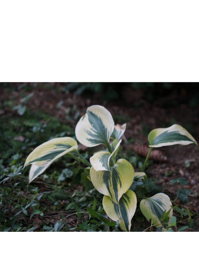 Funkia (Hosta) 'Autumn Frost'