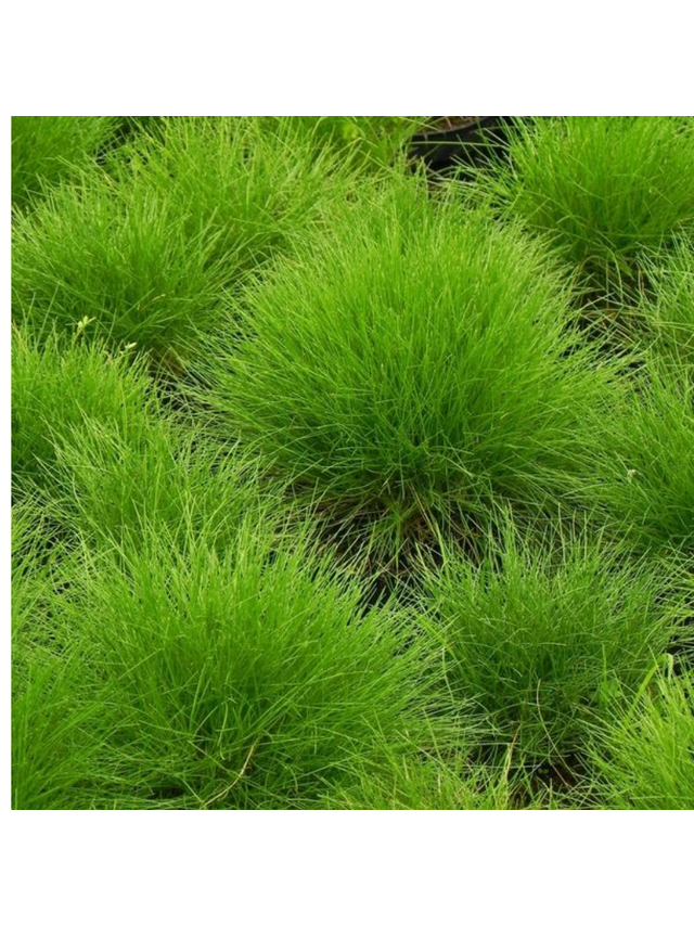 Kostrzewa Gautiera- Festuca scoparia (gautieri)