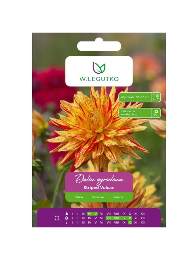Dalia Striped Vulcan czerwono-żółta 1szt.