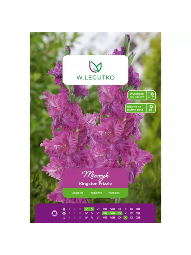Mieczyk Kingston Frizzle różowy 5szt.