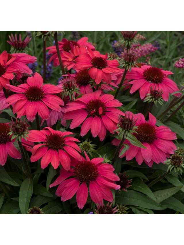 Jeżówka purpurowa - Echinacea purpurea SunMagic 'Vintage Ruby'