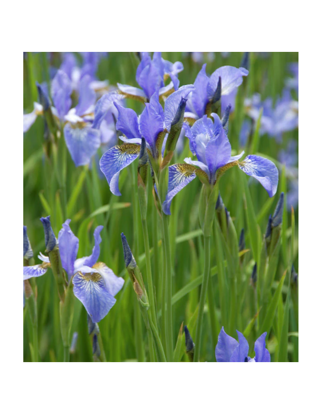 Kosaciec syberyjski- Iris sibirica 'Blau'