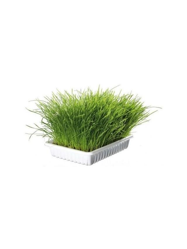 TRIXIE trawa dla kota w pudełku 100g