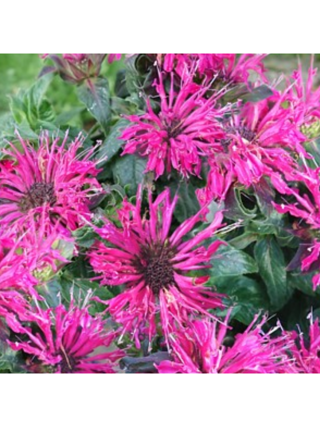 Pysznogłówka - Monarda didyma 'Cranberry  Lace'