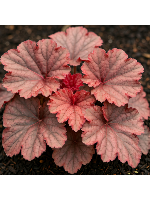 Żurawka - Heuchera 'Forever Red'