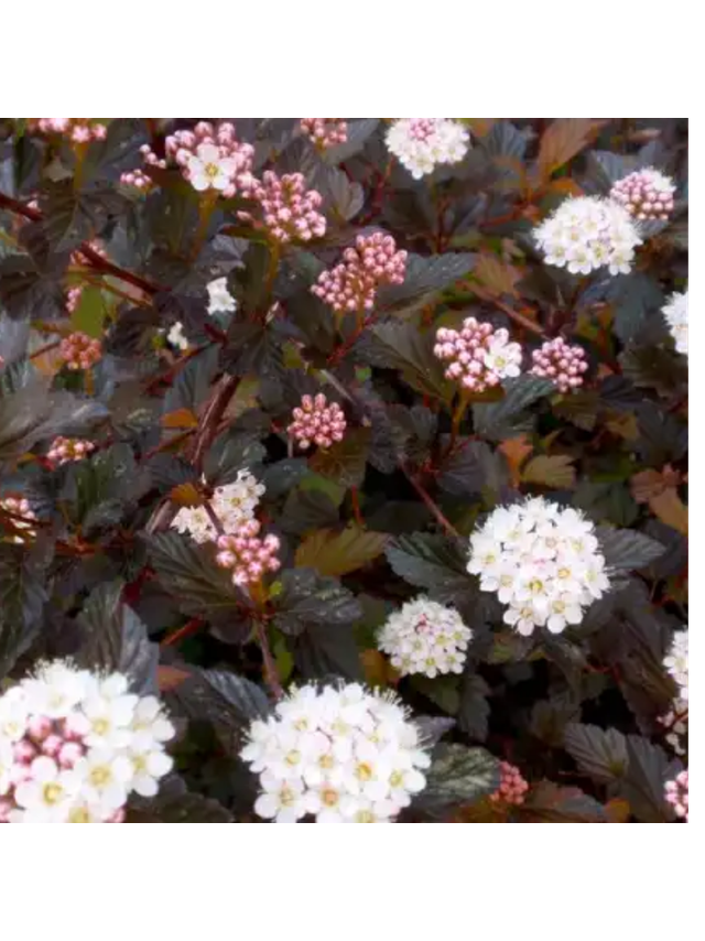 Pęcherznica kalinolistna - Physocarpus opulifolius 'Diabolo' (R)