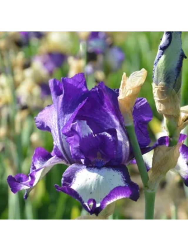 Kosaciec bródkowy - Iris germanica 'Stepping Out'