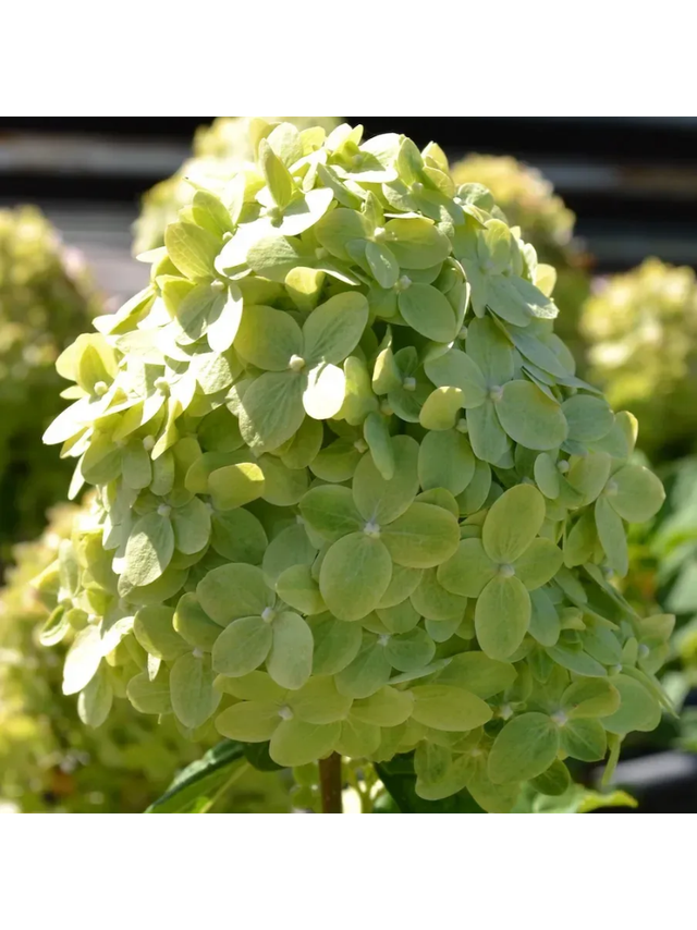 Hortensja bukietowa limonkowo-zielona - C3