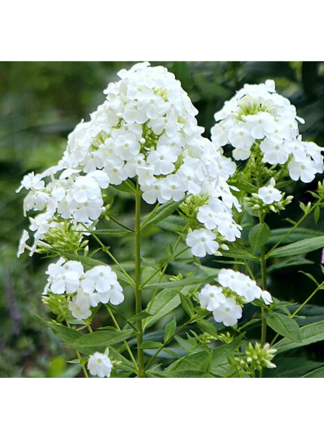 Floks wiechowaty - Phlox paniculata 'David'