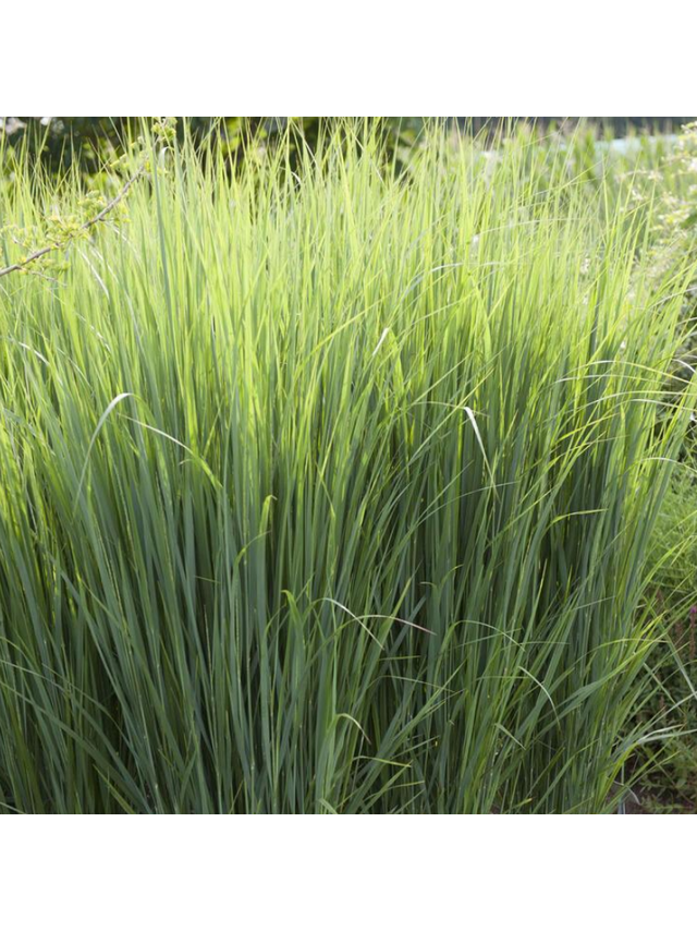 Proso rózgowate - Panicum virgatum 'Northwind'