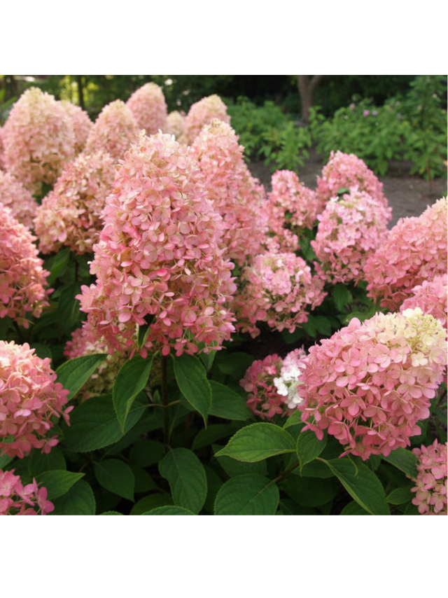 Hortensja bukietowa - Hydrangea paniculata 'Magical Candle'(R)