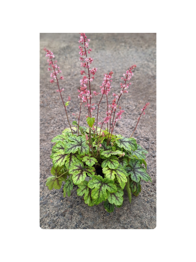 Żuraweczka - Heucherella 'Tapestry'