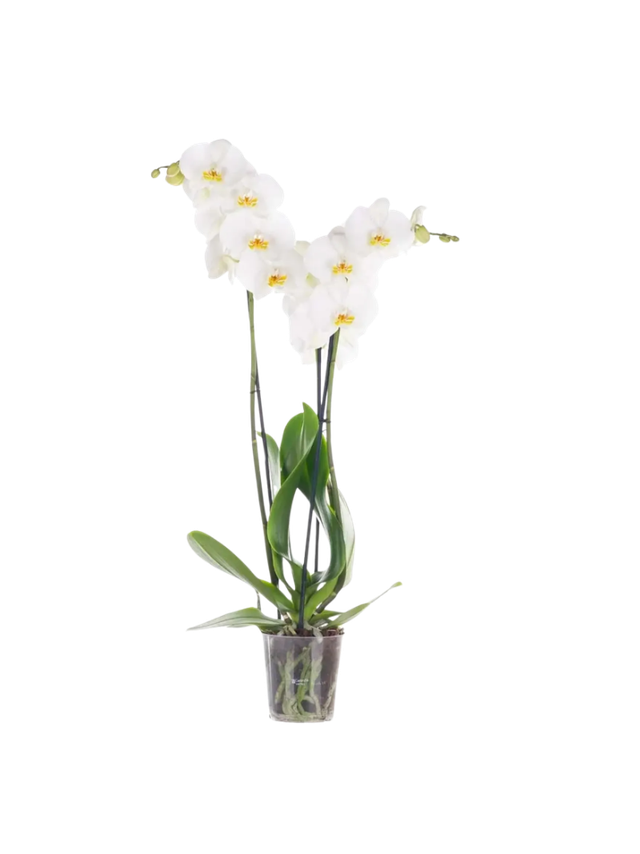 Storczyk Extra (Phalaenopsis) 2 pędy biały d12