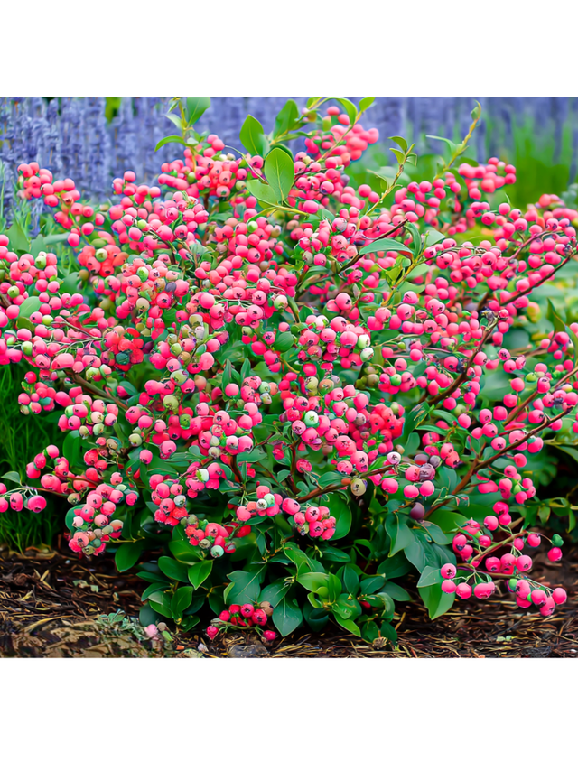 Borówka amerykańska - Vaccinium corymbosum 'Pink Lemonade'