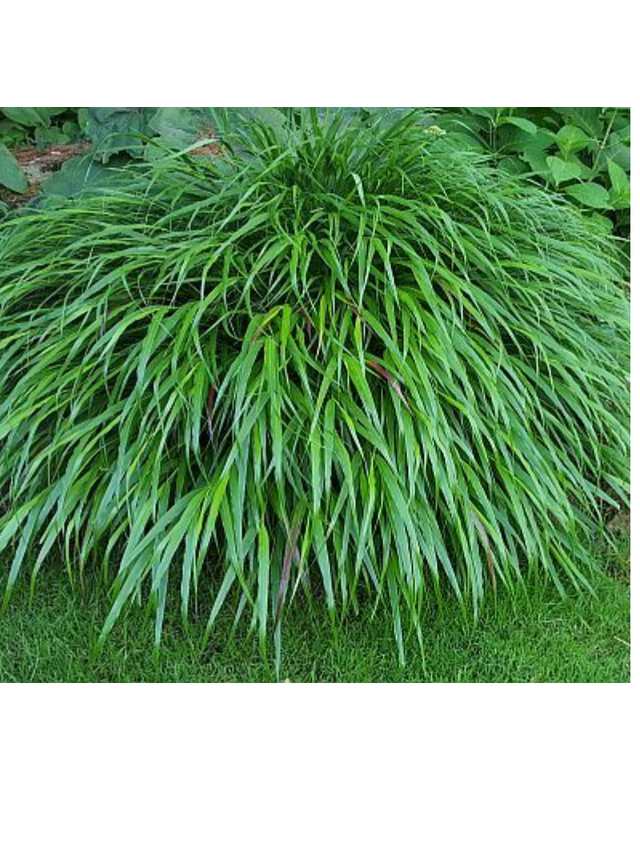 Hakonechloa smukła - Hakonechloa macra 'Greenhills'