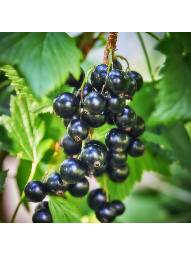 Porzeczka czarna - Ribes nigrum 'Triton'