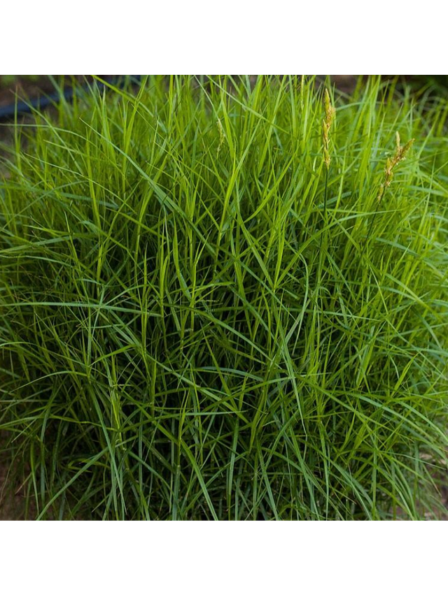 Turzyca palmowa - Carex muskingumensis 'Little Midge'