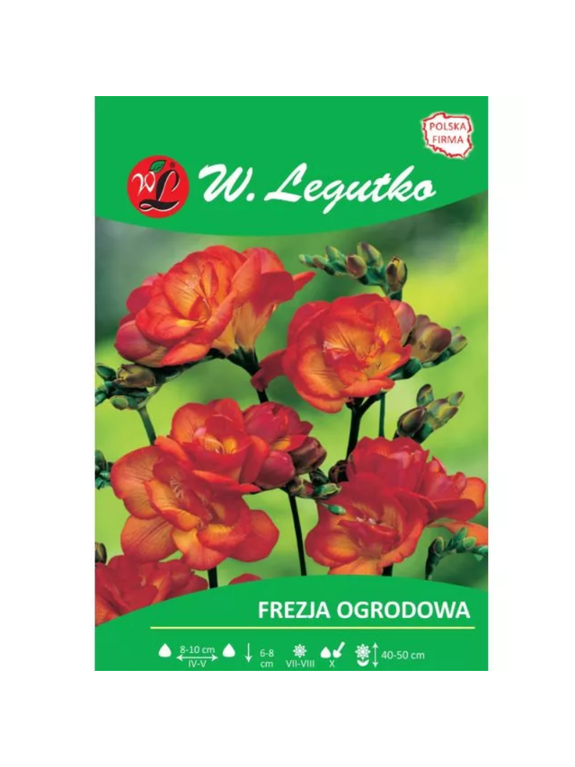 Frezja czerwona 10szt.