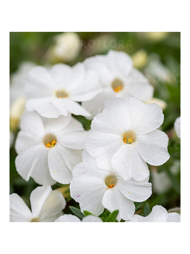 Floks Douglasa - Phlox douglasii 'White Admiral'