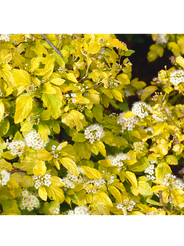 Pęcherznica kalinolistna  - Physocarpus opulifolius 'Dart's Gold'