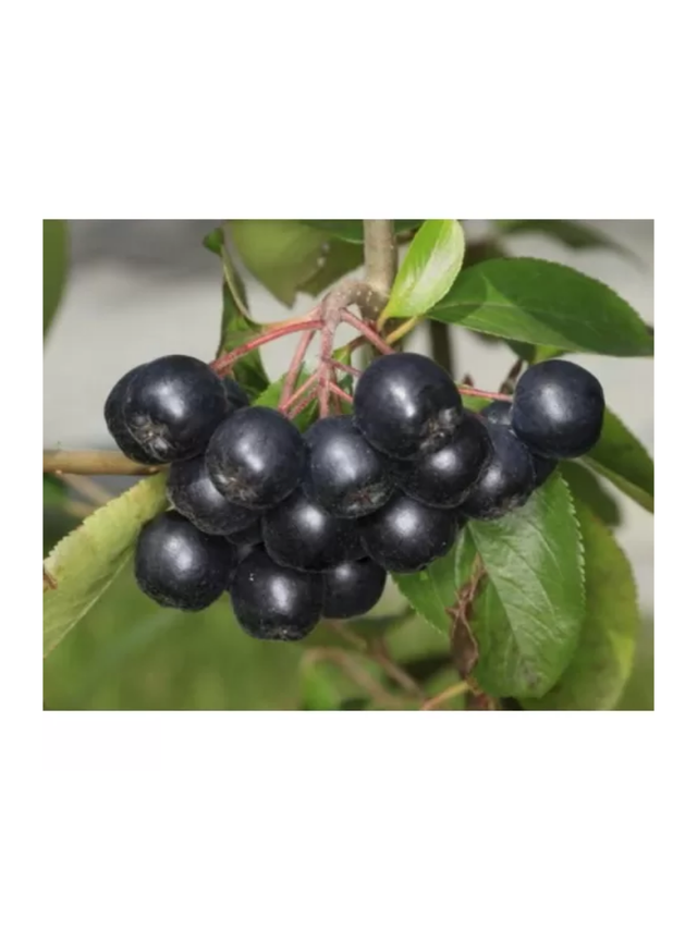 Aronia prunifolia 'Nero'