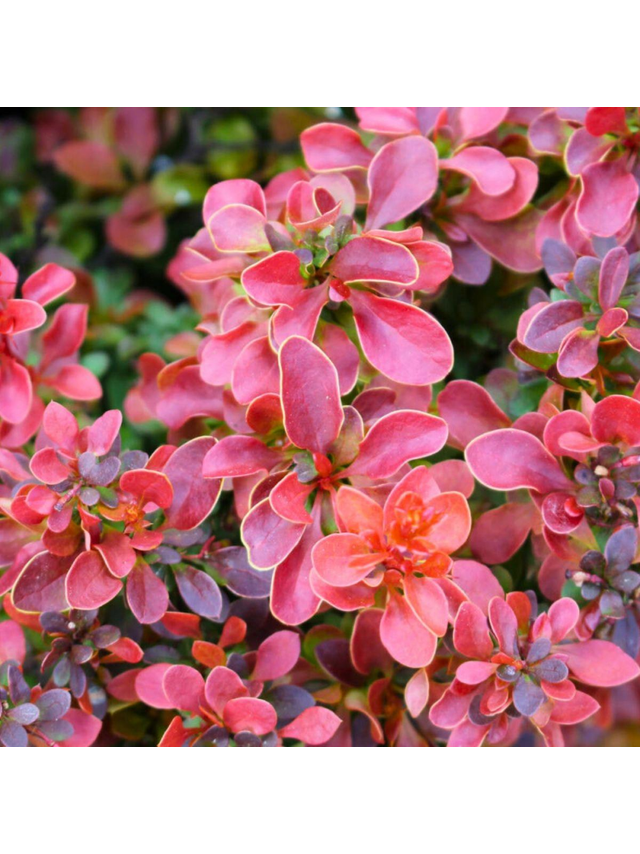Berberys Thunberga - Berberis thunbergii 'Dariusz'(R)