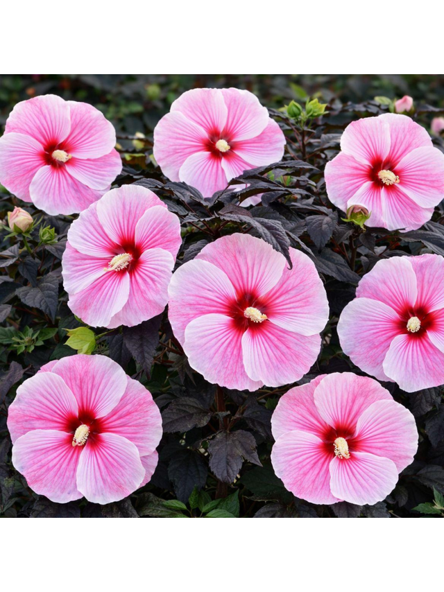Hibiskus bagienny - Hibiscus moscheutos 'Big Pansy'