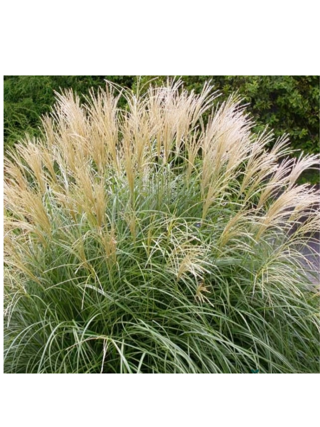 Miskant chiński- Miscanthus sinensis 'Herman Mussel'